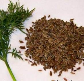 خواص تخم شوید ؛ تخم شوید چه خواص و چه مضراتی برای سلامت دارد؟