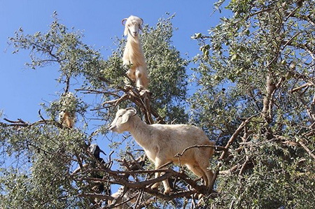 درختان پر از بز؛ جاذبه عجیب و جالب گردشگری در کشور مارکش