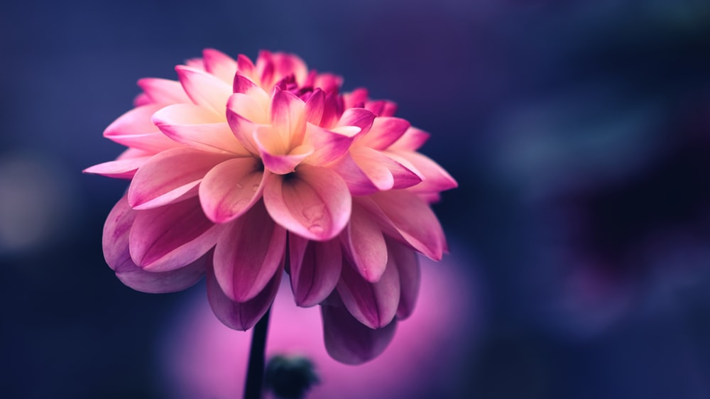 عکس پروفایل زیباترین گل های جهان