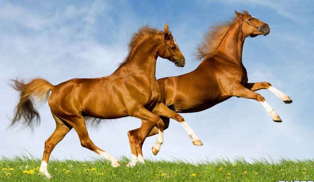 تعبیر خواب اسب