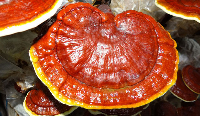 قارچ گانودرما