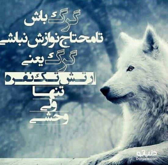 عکس نوشته غمگین گرگ