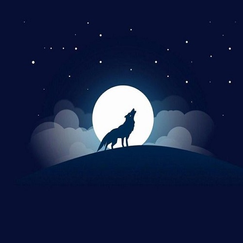 عکس گرگ و ماه 