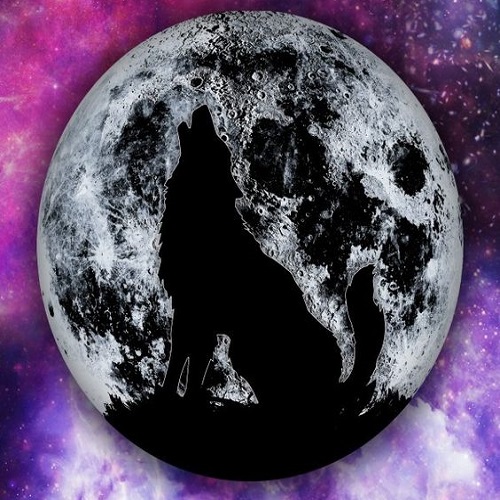 عکس گرگ و ماه 