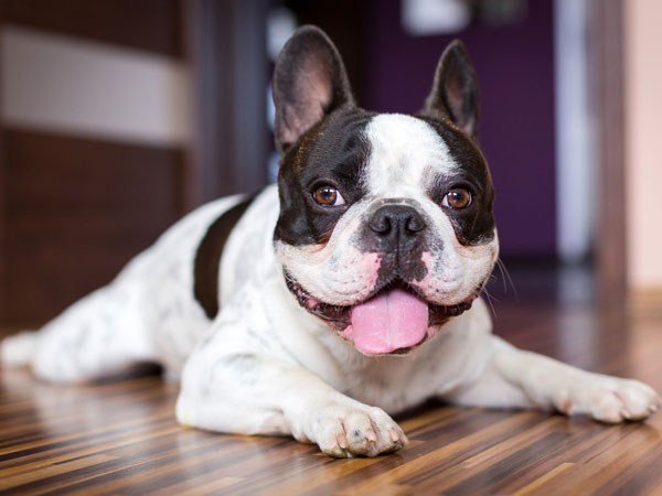 11 حقیقت جالب در مورد سگ ها