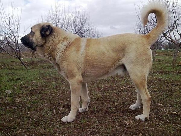 سگ سرابی ایرانی