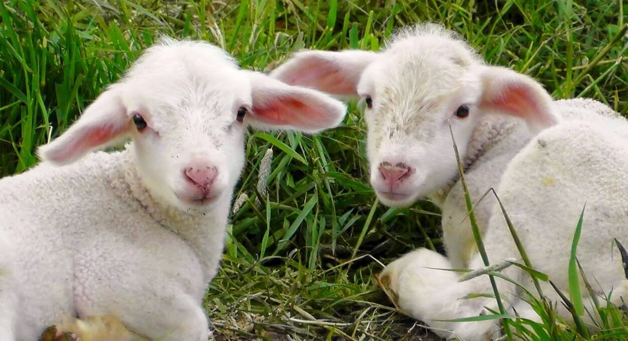 فروش گوسفند زنده به صورت اینترنتی با خدمات حمل و ذبح رایگان در محل