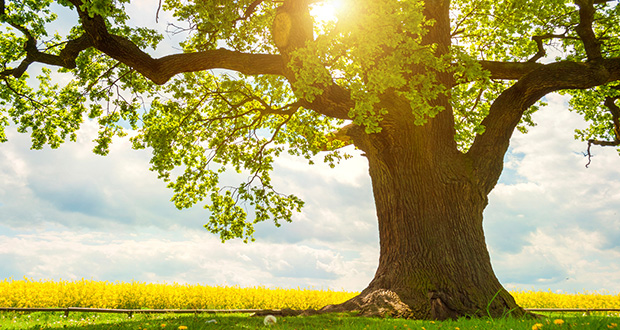 انشا درباره درخت + مجوعه انشا بلند و کوتاه ادبی در مورد درخت