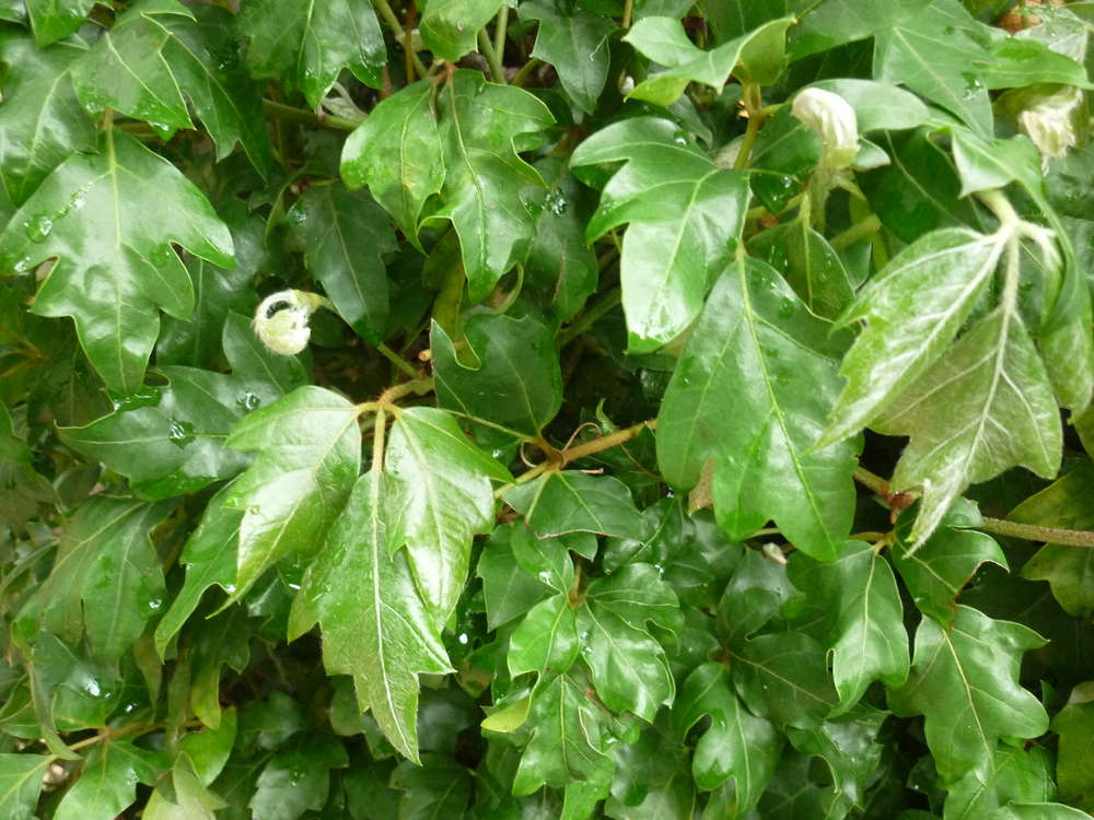 Cissus antarctica2