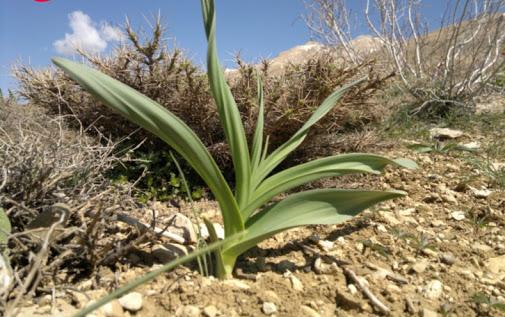 خواص تره کوهی