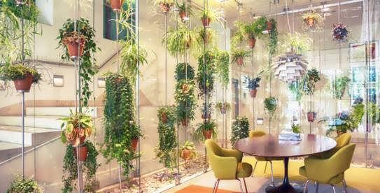 گیاهان سبز و زیبا در دکوراسیون منزل