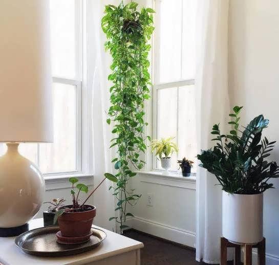 گیاهان سبز و زیبا در دکوراسیون منزل