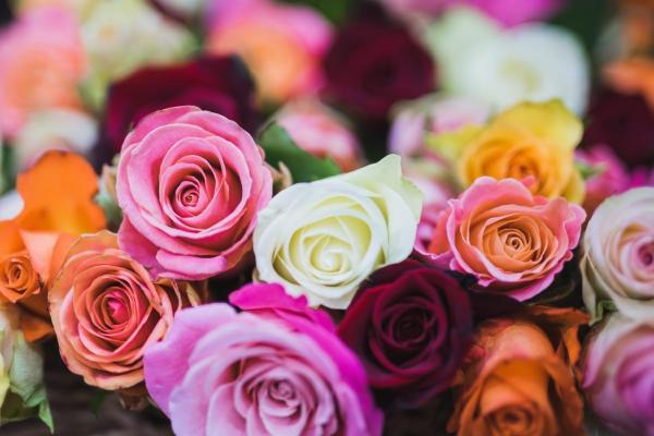 در هر مناسبت چه تعداد گل رز با چه رنگی هدیه بدهیم؟