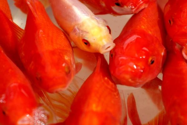 نگهداری از ماهی قرمز