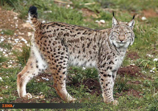 سیاه گوش ماده سیاه گوش ماده